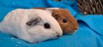 Cavia's DIRK & DORIS uit de opvang zoeken een tehuis, Dieren en Toebehoren, Knaagdieren, November, Meerdere dieren, Cavia