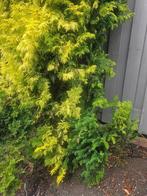 Taxus struikjes      5 stuks, Tuin en Terras, Ophalen, Bloeit niet, Halfschaduw, Overige soorten