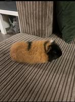 CH-Teddy driekleur beertje, Dieren en Toebehoren, Cavia, Mannelijk, November, Tam