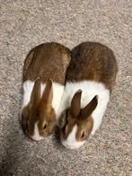 Jonge lieve Hollander konijntjes, Dieren en Toebehoren, Konijnen, Meerdere dieren, Klein, 0 tot 2 jaar