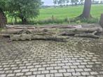 Kastanje hout, Tuin en Terras, Haardhout, 3 tot 6 m³, Ophalen, Overige houtsoorten, Stammen