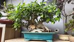 Ficus bonsai exclusieve, Tuin en Terras, Planten | Bomen, In pot, Bloeit niet, Halfschaduw, Minder dan 100 cm