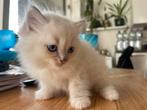 Blue pointed Ragdoll kitten, Dieren en Toebehoren, Katten en Kittens | Overige Katten, Meerdere dieren