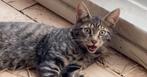 Europese korthaar kitten, Dieren en Toebehoren, Kater, Gechipt, 0 tot 2 jaar