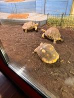 Wil je van je schildpadden af land of water, Dieren en Toebehoren, Schildpad