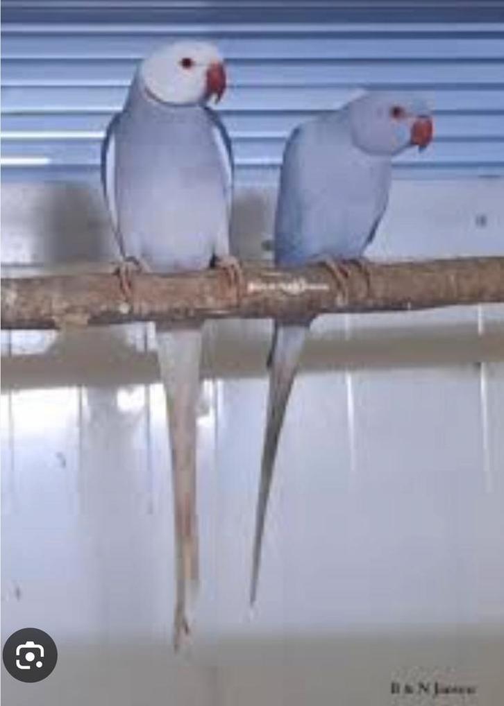 GEZOCHT: bleekstaart halsbandparkieten, Dieren en Toebehoren, Vogels | Parkieten en Papegaaien, Parkiet, Meerdere dieren, Geringd