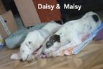 Daisy en Maisy zoeken baasje, Particulier, Rabiës (hondsdolheid), 15 weken tot 1 jaar, Buitenland