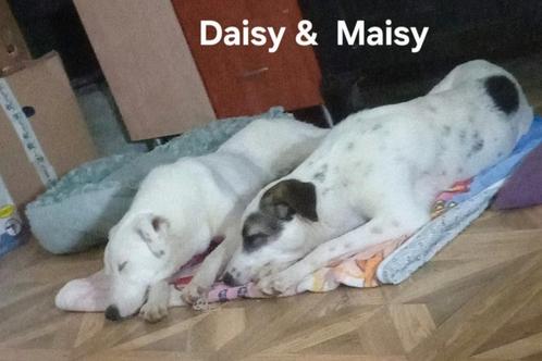 Daisy en Maisy zoeken baasje, Dieren en Toebehoren, Honden | Niet-rashonden, Middel, Meerdere dieren, Particulier, Meerdere, Buitenland