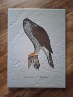 Antieke tegel met havik beschildering, Antiek en Kunst, Ophalen of Verzenden