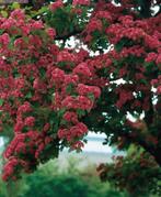 GEZOCHT:  Meidoorn struik / Craraegus media Paul’s Scarlet, Zomer, Ophalen of Verzenden, Overige soorten, Volle zon