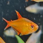 Hyphessobrycon sp. Mzuel, Vis