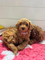 Toypoedel abrikoos reutje 7wk zoekt 5* huisje, Dieren en Toebehoren, Poedel, Reu, CDV (hondenziekte), 8 tot 15 weken