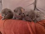 Super mooie brits korthaar kittens met Stamboom Blue/Torti, Dieren en Toebehoren, Katten en Kittens | Raskatten | Korthaar, Meerdere dieren