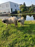 Walliser schwarsnasse ram, Dieren en Toebehoren, Schapen, Geiten en Varkens, Mannelijk, Schaap