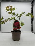 Acer palmatum Beni maiko P15 50 cm hoog, Tuin en Terras, Planten | Tuinplanten, Halfschaduw, Ophalen, Overige soorten, Bloeit niet