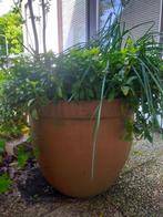 plantenpot, Tuin en Terras, Bloempotten, Ophalen, 40 cm of meer, Tuin, Rond