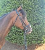 Super knappe allrounder te koop!, Dieren en Toebehoren, Pony's, Ruin, Met stamboom, 3 tot 6 jaar