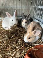 3 Prachtige kleine jonge konijntjes, Dieren en Toebehoren, Konijnen, Vrouwelijk, Klein, 0 tot 2 jaar