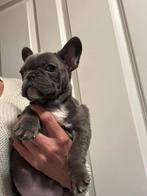 Franse bulldog pup, Dieren en Toebehoren, Honden | Bulldogs, Pinschers en Molossers, CDV (hondenziekte), 8 tot 15 weken, Teef
