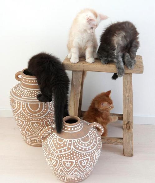 Nog maar 1 kitten beschikbaar (Op vakantie? Geen probleem), Dieren en Toebehoren, Katten en Kittens | Raskatten | Langhaar, Meerdere dieren