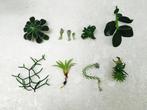 Verschillende stekjes te koop / 1€ pers stekje, Huis en Inrichting, Kamerplanten, Ophalen, Overige soorten, Minder dan 100 cm