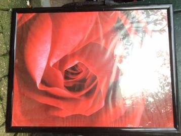 zwarte lijst met roos ong 65 bij 85 cm  fotolijst