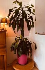 grote Dracaena fragrans, Ophalen, In pot, Halfschaduw, 100 tot 150 cm