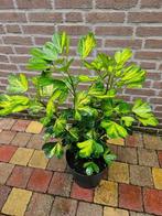 Pseudopanax lessonii 'Gecko Gold', Ophalen, Overige soorten, Volle zon