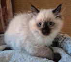 2 ragdoll katertjes.  geënt, gechipt, europees paspoort, Dieren en Toebehoren, Katten en Kittens | Raskatten | Langhaar, Kater