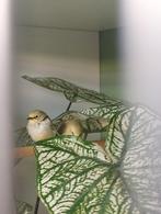 Koppel Senegal brilvogel, Meerdere dieren, Tropenvogel, Geringd