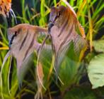 Groep Santa Isabel maanvissen, Dieren en Toebehoren, Vis