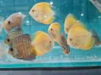 Yellow Checkerboard Discus, Symphysodon Discus, Vis, Zoetwatervis