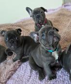 Franse Bulldog pups |Moeder aanwezig|Nederlandse passport, Parvo, Overige rassen, 8 tot 15 weken, Meerdere
