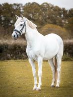 Lieve merrie rontgen goedgekeurd, Dieren en Toebehoren, Paarden, Merrie, Recreatiepaard