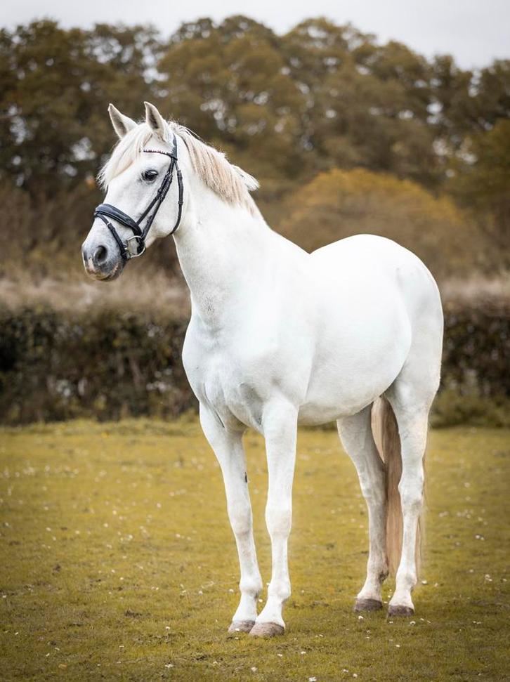 Lieve merrie rontgen goedgekeurd, Dieren en Toebehoren, Paarden, Merrie, Recreatiepaard