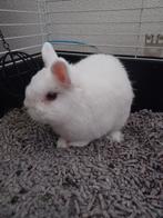 Lief wit konijntje, Dieren en Toebehoren, Konijnen, Mannelijk, Dwerg