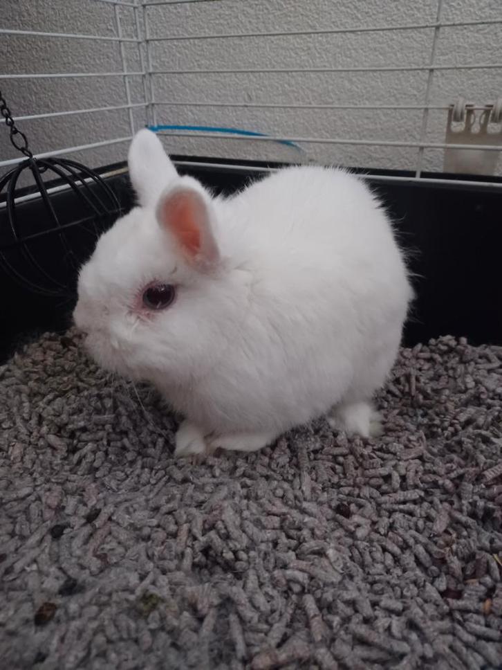 Lief wit konijntje, Dieren en Toebehoren, Konijnen, Dwerg, Mannelijk