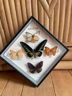 Grote lijst vintage taxidermie opgezette vlinders, Ophalen of Verzenden