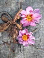 Dahlia naam onbekend