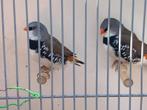 Mooi koppel diamantvinken oranje snavel 55.00, Dieren en Toebehoren, Meerdere dieren, Tropenvogel, Geringd