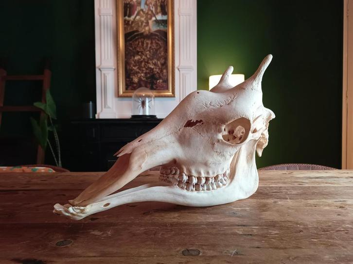 Echte schedel van een giraffe, Verzamelen, Dierenverzamelingen, Schedel, Ophalen