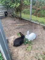Vlaamse reuzen.25 euro, Dieren en Toebehoren, Konijnen, Mannelijk, Groot, 0 tot 2 jaar