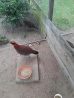Fazanten temmink tragopanen, Meerdere dieren, Gans of Zwaan
