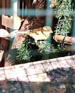 Kanarie man '25, Dieren en Toebehoren, Vogels | Kanaries, Mannelijk, Kleurkanarie
