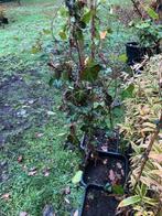 Hedra klimplant , ongeveer 2 meter hoog , 5 stuks . pe, Ophalen, Vaste plant, Halfschaduw, Klimplanten