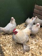 Sabelpoot krielen 1-4, Dieren en Toebehoren, Pluimvee, Meerdere dieren, Kip