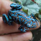 Dendrobates auratus 'La Coca', Dieren en Toebehoren, Reptielen en Amfibieën, Amfibie, 0 tot 2 jaar