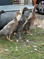 Indische loopeenden, Dieren en Toebehoren, Meerdere dieren, Eend