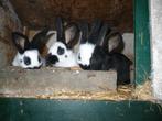 Jonge groot lotharingers, Dieren en Toebehoren, Konijnen, Meerdere dieren, Groot, 0 tot 2 jaar
