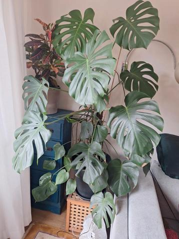 Mooie grote Monstera deliciosa beschikbaar voor biedingen